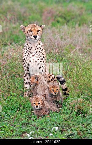 Gepard (Acinonyx jubatus), weiblicher Gepard, der mit drei Jungen in der Savanne sitzt, Vorderansicht, Tansania Stockfoto