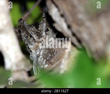 Zypernhuhn (Otus cyprius), brütet in einem Olivenbaum, Zypern Stockfoto