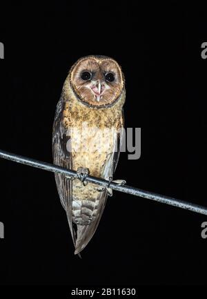 Weniger Antillean Barn Owl (Tyto alba insularis, Tyto insularis), Perching on a Cable, Front View, Grenada Stockfoto