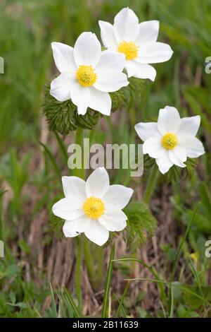 Alpine Anemone (Pulsatilla alpina), Blumen, Deutschland, Bayern Stockfoto