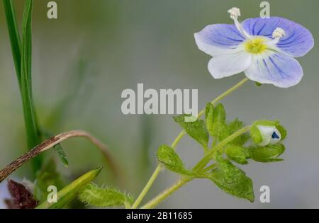 Buxbums Speedwell, Persische Schnellweine (Veronica persica), Blooming, Deutschland, Bayern Stockfoto