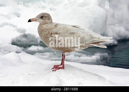 Glitzerige Möwe (Larus hyperboreus), unreifer Vogel im Schnee, Seitenansicht, Japan Stockfoto