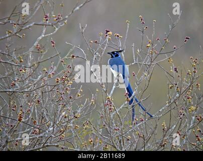 Collies magpie-jay, schwarz gekehlter magpie-jay (Calocitta collii), sitzt auf einem Zweig, Mexiko Stockfoto