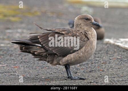 South Polar Skua (Stercorarius maccormicki), steht am Strand, der Antarktis Stockfoto