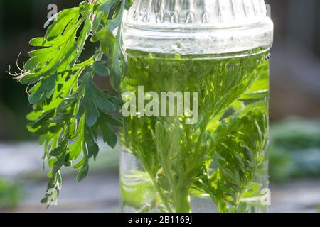 Gewöhnliches Wurmholz, Absinth-Wurmholz, Absinth-Sagewort (Artemisia absinthium), Schnaps aus Wurmholz, Deutschland Stockfoto