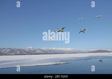 Whooper-Schwan (Cygnus cygnus), Gruppe im Flug über die Winterlandschaft, Japan, Hokkaido, Kushiro Stockfoto