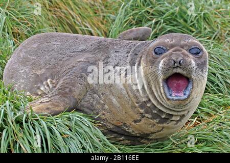 Südliches Elefantensiegel (Mirounga leonina), PUP, Neuseeland Stockfoto