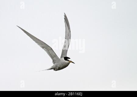 Chilenisches tern (Sterna lorata.Sternula lorata), im Flug, Peru Stockfoto