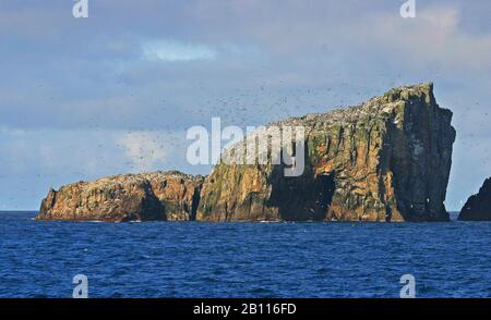 Seabrile Kolonie auf den Bounty-Inseln, Neuseeland Stockfoto