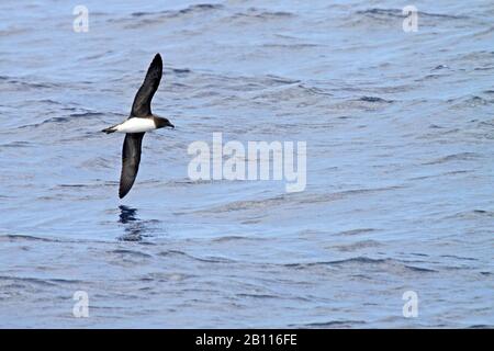 Tahiti Petrel (Pseudobulweria rostrata), der über das Meer fliegt, Neukaledonien Stockfoto