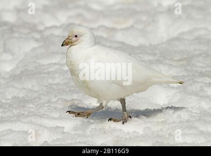 Schneewittchen Sheathbill, Blasser Schatschnabel, Paddy (Chionis alba), in Schnee, Antarktis Stockfoto