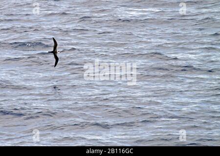 Kermadec Weißhalspetrel (Pterodroma cervicalis), der über den Pazifischen Ozean, Neuseeland, fliegt Stockfoto