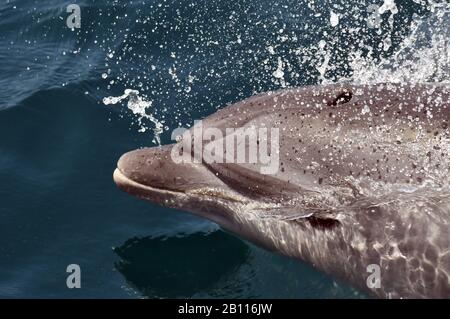 Bottlenosed Delfin, Common Bottle-nased Delphin (Tursiops truncatus), Schwimmen im offenen Ozean, Atlantik Stockfoto