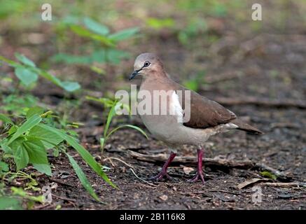 Grenada Taube (Leptotila wellsi), auf dem Boden, Seitenansicht, Grenada Stockfoto