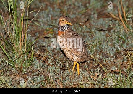 Plains Wanderer (Pedionomus torquatus), Vom Schutz Bedrohte Arten, Australien, New South Wales Stockfoto