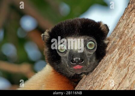 Bekrönter Sifaka (Propithecus coronatus), Porträt, Blick auf die Kamera, Madagaskar Stockfoto