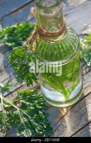 Gewöhnliches Wurmholz, Absinth-Wurmholz, Absinth-Sagewort (Artemisia absinthium), Schnaps aus Wurmholz, Deutschland Stockfoto