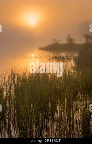 Morgendämmerung an einem Waldsee, Schweden, Lappland, Norrbotten Stockfoto