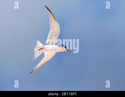 Am wenigsten tern (Sternula antillarum, Sterna antillarum), im Flug, Antigua und Barbuda Stockfoto