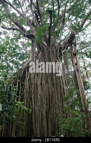 Vorhang Feigenbaum Atherton Tablelands Queensland Australien Stockfoto