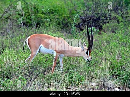 Bright's Gazelle (Gazella granti brighti), Spaziergänge in Grasland, Kenia Stockfoto