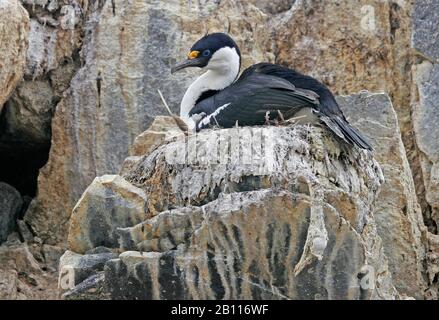 Antarktisschag (Phalacrocorax bransfieldensis, Leucocarbo bransfieldensis), Rassen, Antarktis Stockfoto