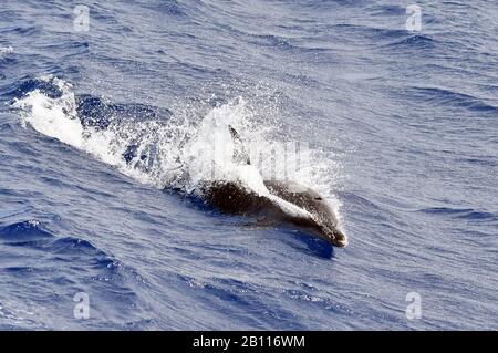 Bottlenosed Delfin, Common Bottle-nased Delphin (Tursiops truncatus), Schwimmen im offenen Ozean, Atlantik Stockfoto