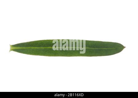 Großes Heckenbettstroh, Glattes Betstroh (Kalium mollugo), Blatt, Ausschnitt, Deutschland Stockfoto