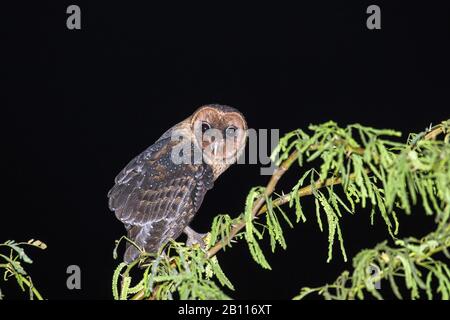 Weniger Antillean Barn Owl (Tyto alba insularis, Tyto insularis), Perching an einem Zweig, Grenada Stockfoto