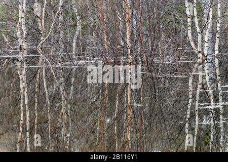 Vogelspiegelung auf einem See, Schweden, Lappland Stockfoto