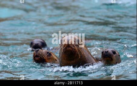 Südlicher Seelöwe, südamerikanischer Seelöwe, patagonischer Seelöwe (Otaria flavescens, Otaria byronia), Schwimmgruppe, Peru Stockfoto