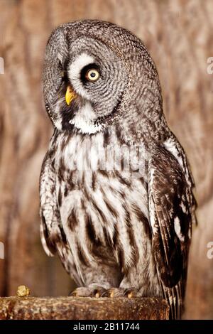 Große graue Eule (Strix nebulosa), auf einem Baumstumpf, Pelm Stockfoto