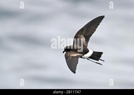 Elliots Sturmpetrel (Oceanites gracilis), im Flug über den pazifischen Ozean, Peru Stockfoto