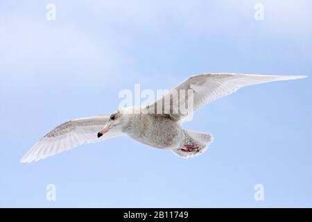 Glitzerige Möwe (Larus hyperboreus), unreif im Flug, Japan Stockfoto