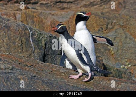 Großkrempelpinguin (Eudyptes sclateri), zwei Großkrempelpinguine, Neuseeland Stockfoto