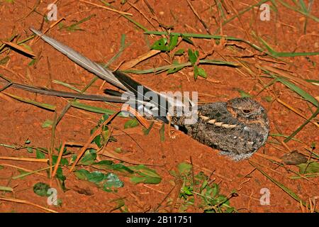 Wimpelflügler Nightjar (Caprimulgus vexillarius), mit langen Streamern, die nachts auf einer Ugandese-Staubstraße ruhen, in Uganda Stockfoto