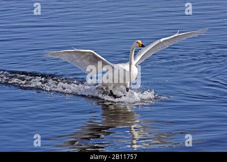 Whooper-Schwan (Cygnus cygnus), Landung in Wasser, Japan, Hokkaido Stockfoto