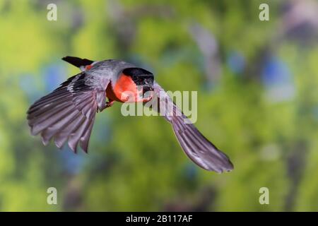 Stierkampfarena, Eurasische Stierkampfarena, Nordbullfinch (Pyrrhula pyrrhula), männlich im Flug, Vorderansicht, Deutschland Stockfoto