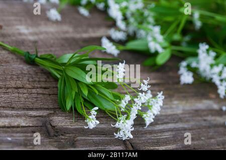 Süßer Woodruff (Galium odoratum), Ernte von süßem Woodruff, Deutschland Stockfoto