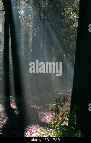 Sonnenstrahlen im Herbstwald, Niederlande, Landgoed De Horsten Stockfoto