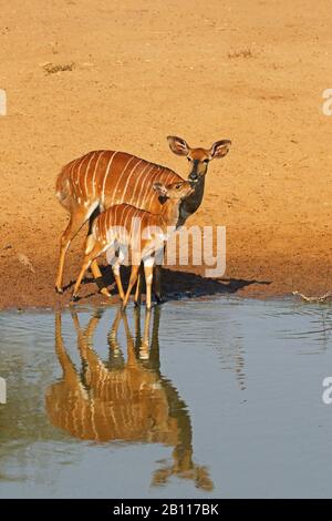 Nyala (Tragelaphus angasi), Weibchen, die mit einem Jungtier am Wasserloch stehen, Seitenansicht, Südafrika, Kwa Zulu-Natal, Mkhuze Game Reserve Stockfoto