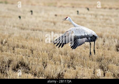 Sandhill Kranich (Grus canadensis, Antigone canadensis), nimmt ein Stoppelfeld ab, Japan, Hokkaido Stockfoto