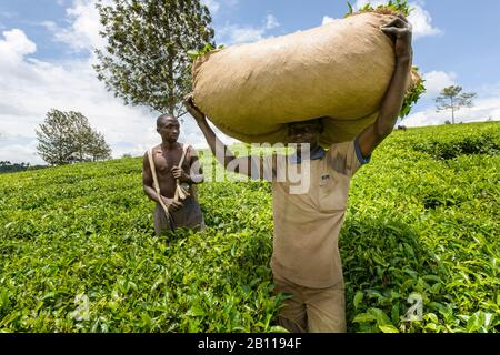 Teepicker in der Nähe von Fort Portal in Uganda, Afrika Stockfoto