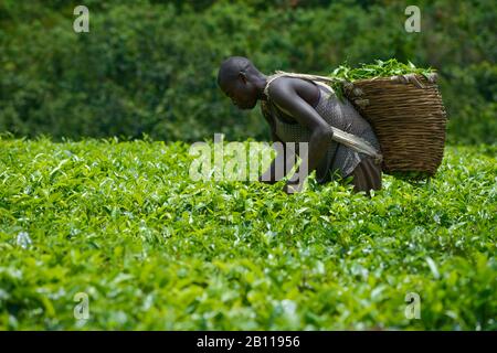 Teepicker in der Nähe von Fort Portal in Uganda, Afrika Stockfoto