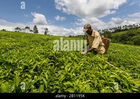 Teepicker in der Nähe von Fort Portal in Uganda, Afrika Stockfoto