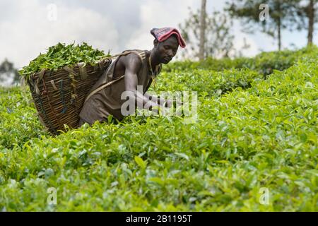 Teepicker in der Nähe von Fort Portal in Uganda, Afrika Stockfoto