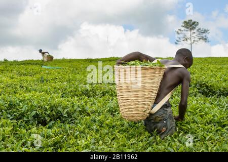 Teepicker in der Nähe von Fort Portal in Uganda, Afrika Stockfoto