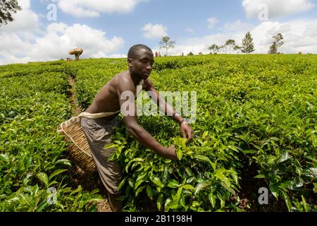 Teepicker in der Nähe von Fort Portal in Uganda, Afrika Stockfoto