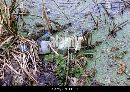 Plastikmüll entlang einer 800 Meter langen Strecke des Flusses Nene vor der Stadt und dem neuen Collage, nach Tagen starken Regens und hohen Wassers. Stockfoto