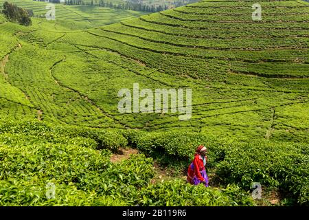 Teepicker auf einer Teeplantage in Ruanda, Afrika Stockfoto